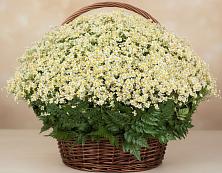 Цветочная композиция из Ромашки в корзине #REPLACE_PRED# Оричах