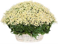 Цветочная композиция из Ромашки в корзине #REPLACE_PRED# Оричах